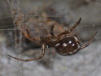 Steatoda bipunctata 01 #05183 : Steatoda bipunctata, Koffieboonspin, female