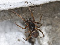 Steatoda bipunctata 02 #05207 : Steatoda bipunctata, Koffieboonspin, male