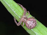 Xysticus cristatus 4, Gewone krabspin, Saxifraga-Ab H Baas