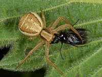 Xysticus sp 5, Saxifraga-Ab H Baas