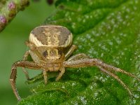 Xysticus ulmi 3, Moeraskrabspin, Saxifraga-Ab H Baas