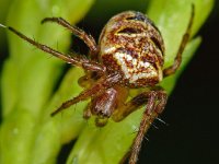 Zilla diodia 5, Maskerspinnetje, Saxifraga-Ab H Baas