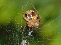 Zilla diodia 7, Maskerspinnetje, Saxifraga-Ab H Baas