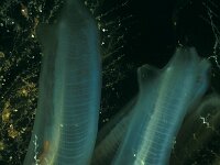 Ciona intestinalis 5, Doorschijnende zakpijp, Saxifraga-Eric Gibcus