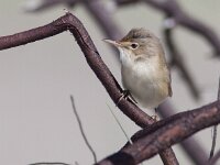Acrocephalus palustris 2, Bosrietzanger, Saxifraga-Mark Zekhuis