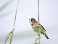 Acrocephalus palustris 5, Bosrietzanger, adult male, Saxifraga-Theo Verstrael