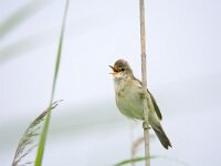 Acrocephalus palustris 6, Bosrietzanger, adult male, Saxifraga-Theo Verstrael