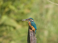 Alcedo atthis 11, female, IJsvogel, Saxifraga-Martin Mollet