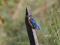 Alcedo atthis 14, female, IJsvogel, Saxifraga-Martin Mollet