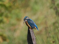 Alcedo atthis 16, female, IJsvogel, Saxifraga-Martin Mollet