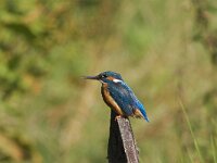 Alcedo atthis 17, female, IJsvogel, Saxifraga-Martin Mollet