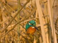 IJsvogel  IJsvogel bij de Weibeek : Alcedo atthis