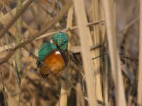 Alcedo atthis 195, IJsvogel, Saxifraga-Jan Nijendijk