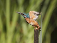 Alcedo atthis 20, IJsvogel, male, Saxifraga-Mark Zekhuis
