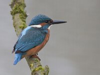 Alcedo atthis 29, IJsvogel, Saxifraga-Mark Zekhuis