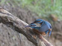 Alcedo atthis 30, IJsvogel, Saxifraga-Mark Zekhuis