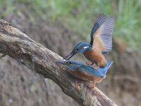 Alcedo atthis 34, IJsvogel, Saxifraga-Mark Zekhuis