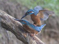 Alcedo atthis 38, IJsvogel, Saxifraga-Mark Zekhuis