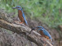Alcedo atthis 39, IJsvogel, Saxifraga-Mark Zekhuis