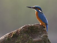 Alcedo atthis 46, IJsvogel, Saxifraga-Theo Verstrael