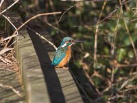 Alcedo atthis 5, IJsvogel, Saxifraga-Martin Mollet