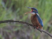 Alcedo atthis 51, IJsvogel, Saxifraga-Mark Zekhuis