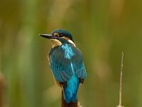 Alcedo atthis 60, IJsvogel, Saxifraga-Mark Zekhuis