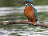 Alcedo atthis 62, IJsvogel, Saxifraga-Mark Zekhuis
