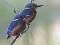 Alcedo atthis 69, IJsvogel, juvenile, Saxifraga-Mark Zekhuis