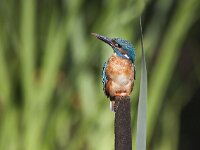 Alcedo atthis 75, IJsvogel, Saxifraga-Mark Zekhuis