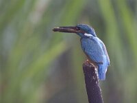 Alcedo atthis 76, IJsvogel, Saxifraga-Mark Zekhuis