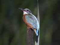 Alcedo atthis 79, IJsvogel, Saxifraga-Mark Zekhuis
