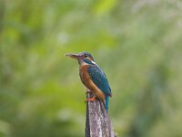Alcedo atthis 8, female, IJsvogel, Saxifraga-Martin Mollet