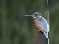 Alcedo atthis 80, IJsvogel, Saxifraga-Mark Zekhuis