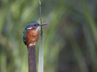 Alcedo atthis 83, IJsvogel, Saxifraga-Mark Zekhuis