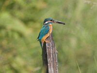 Alcedo atthis 9, female, IJsvogel, Saxifraga-Martin Mollet