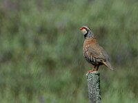 Alectoris rufa 22, Rode patrijs, adult, breeding plumage, Saxifraga-Theo Verstrael
