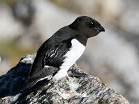 Alle alle 12, Kleine alk, Saxifraga-Bart Vastenhouw