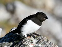 Alle alle 13, Kleine alk, Saxifraga-Bart Vastenhouw