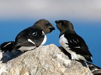 Alle alle 15, Kleine alk, Saxifraga-Bart Vastenhouw