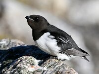 Alle alle 16, Kleine alk, Saxifraga-Bart Vastenhouw