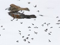 Alle alle 17, Kleine alk, Saxifraga-Bart Vastenhouw