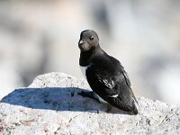 Alle alle 2, Kleine alk, Saxifraga-Bart Vastenhouw