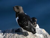 Alle alle 20, Kleine alk, Saxifraga-Bart Vastenhouw