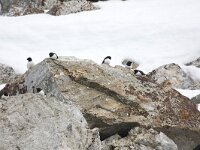 Alle alle 23, Kleine alk, Saxifraga-Bart Vastenhouw