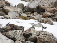 Alle alle 24, Kleine alk, Saxifraga-Bart Vastenhouw