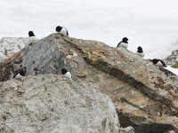 Alle alle 25, Kleine alk, Saxifraga-Bart Vastenhouw