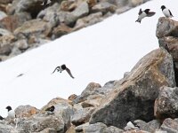 Alle alle 26, Kleine alk, Saxifraga-Bart Vastenhouw