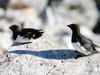 Alle alle 3, Kleine alk, Saxifraga-Bart Vastenhouw