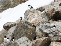 Alle alle 32, Kleine alk, Saxifraga-Bart Vastenhouw